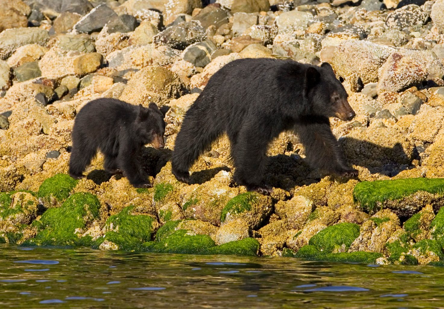 a black bear and cub walking along the shoreline