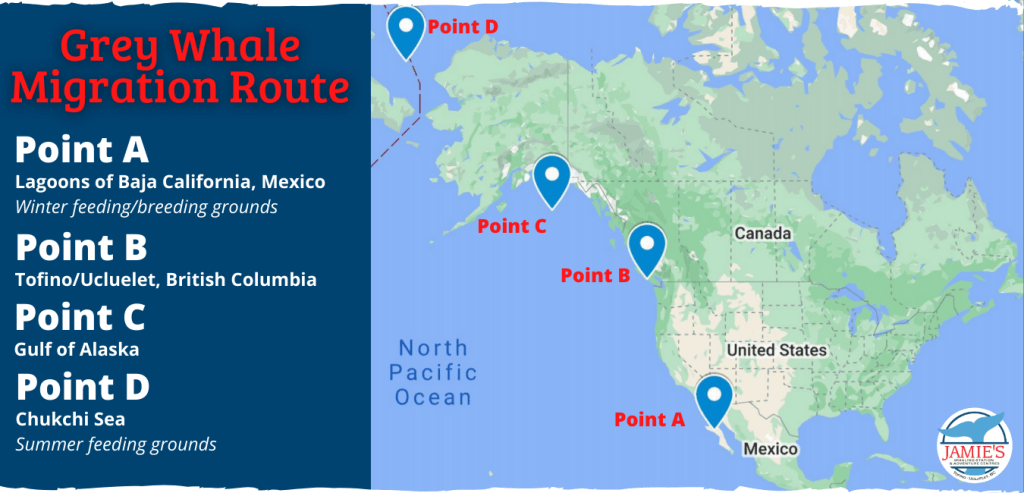 Grey whale migration route on a map