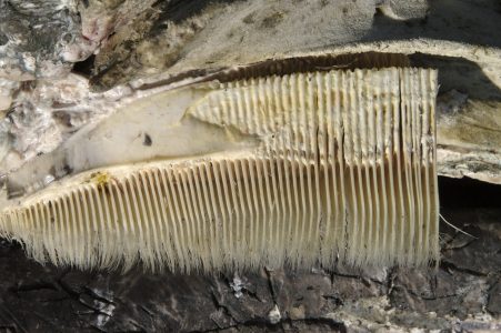 grey whale baleen