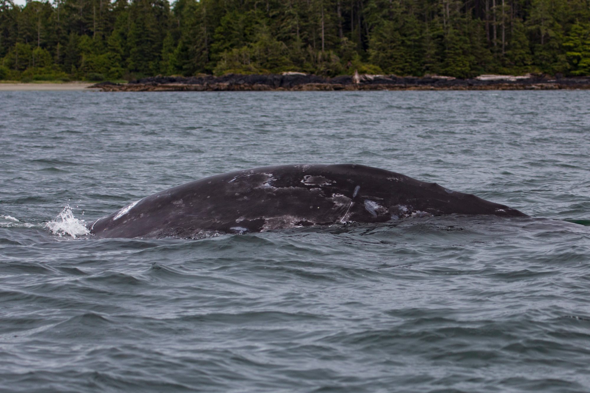 Grey Whale Blackjack Near Tofino whale coming out of water