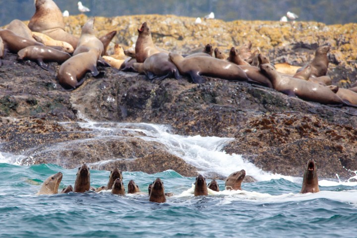 Group of sea lions on a rocky shore with some in the water, under a clear sky.