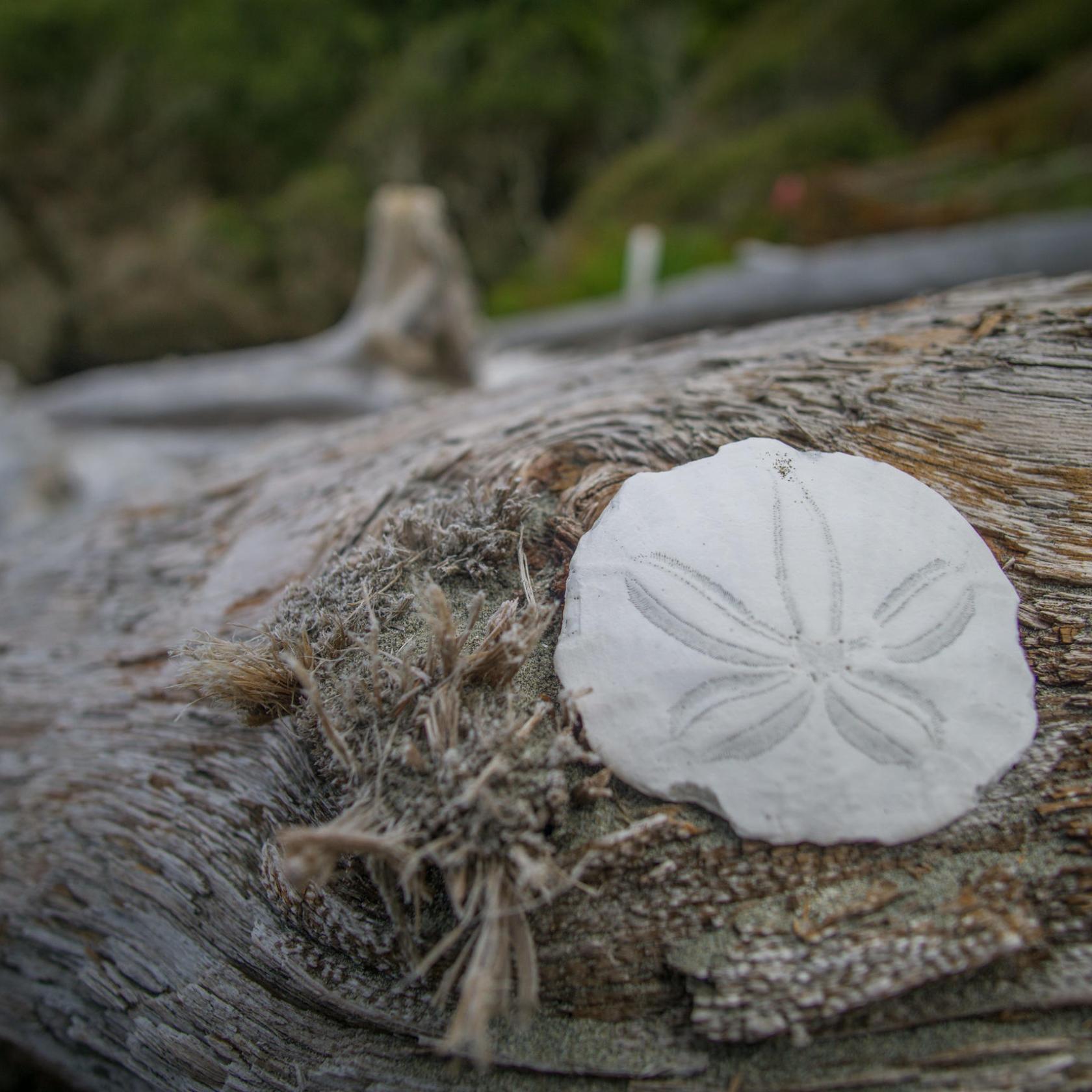 a close up of an animal