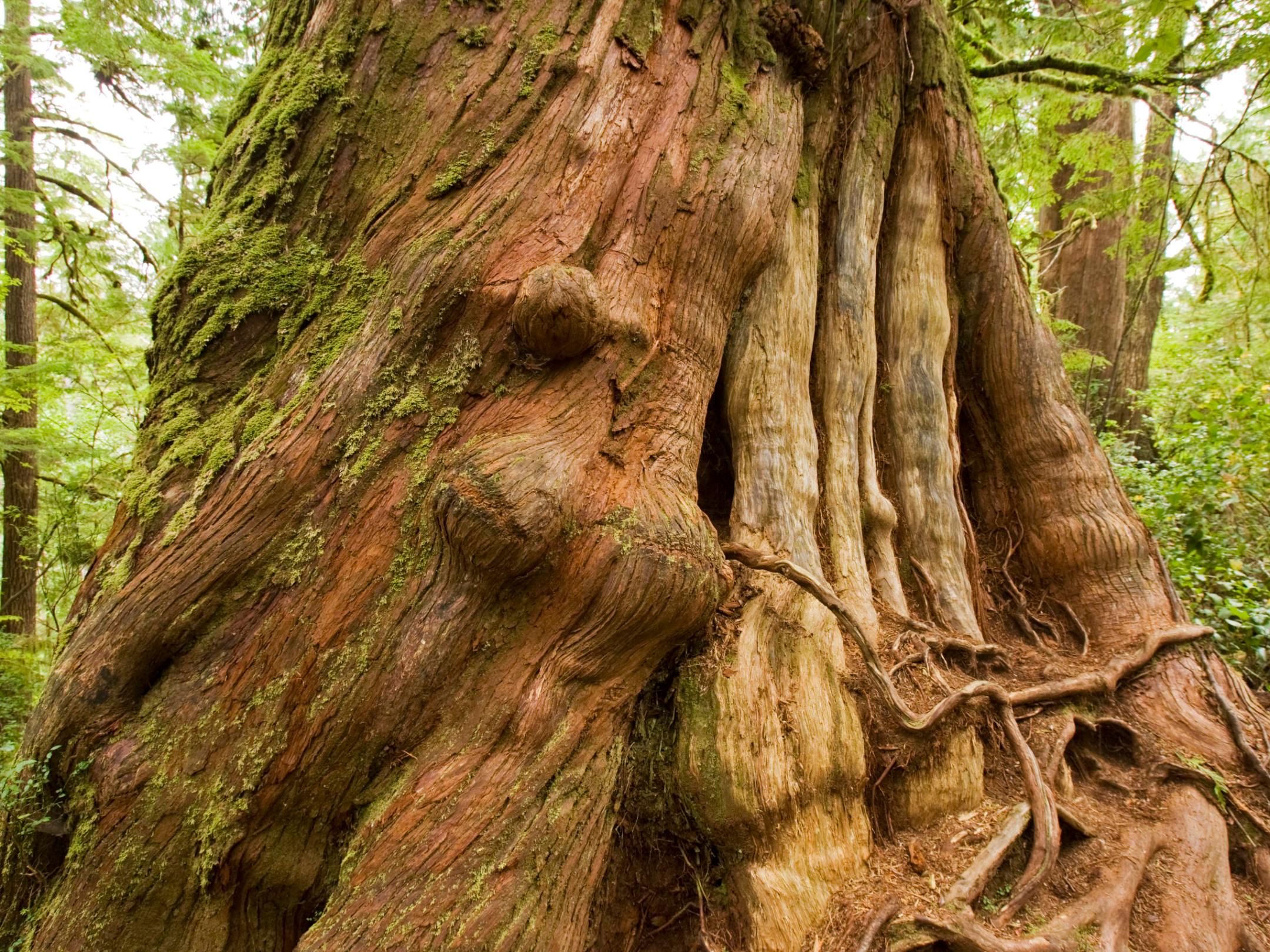 a large tree in a forest