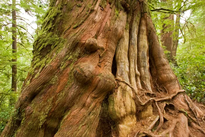 a large tree in a forest
