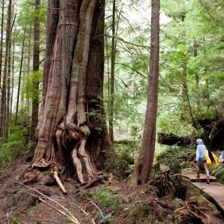 a group of people in a forest