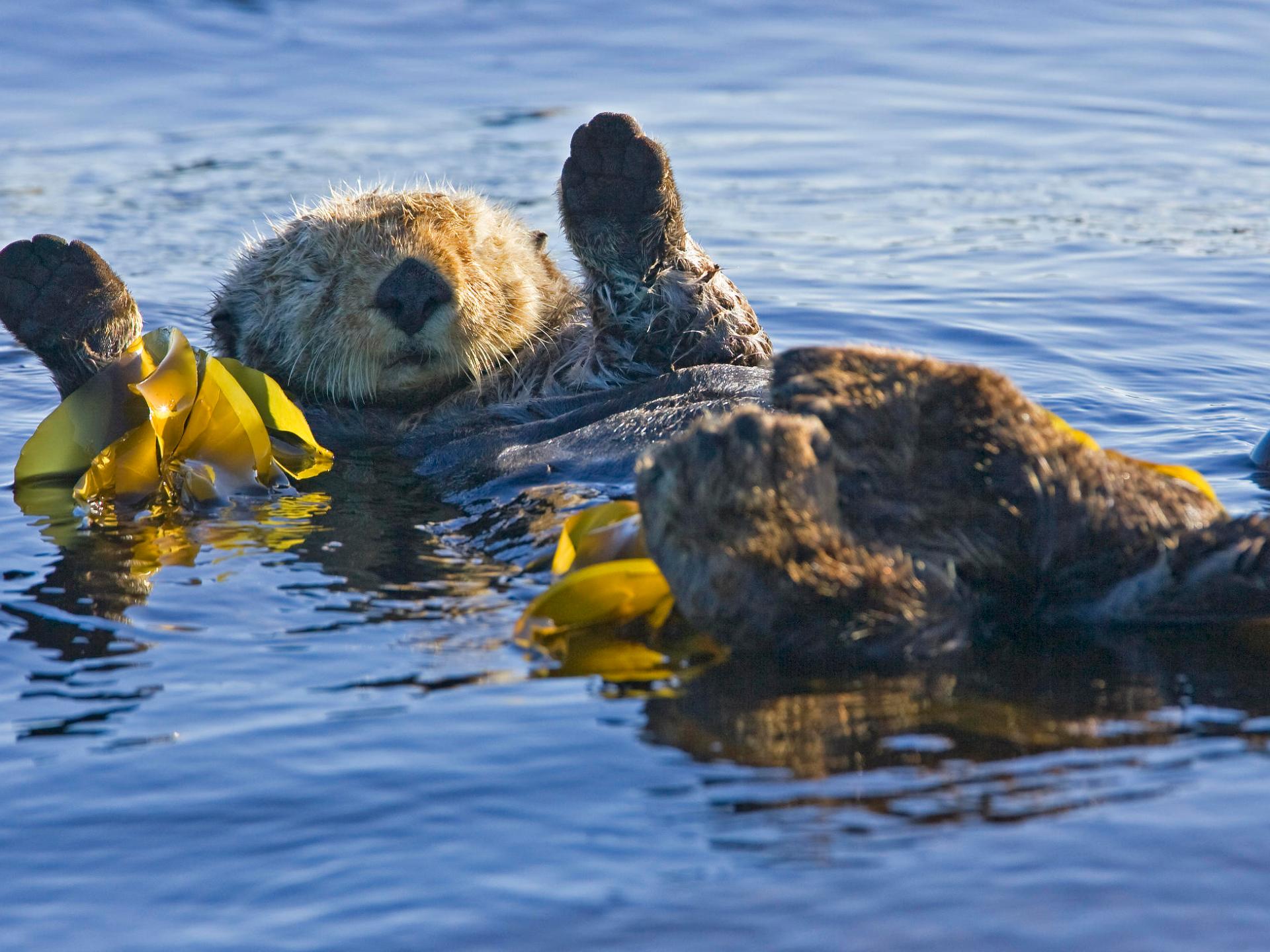 a duck swimming in a body of water