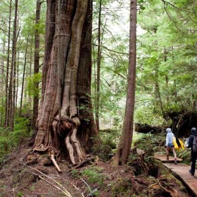 a group of people in a forest