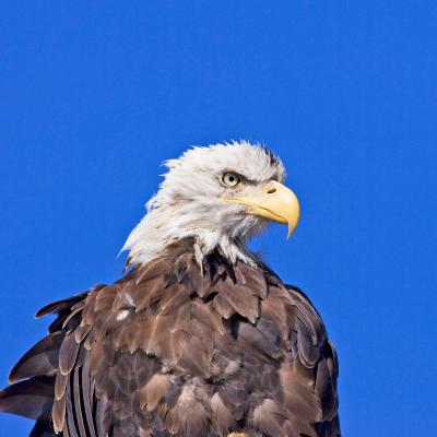 a bird sitting on the side