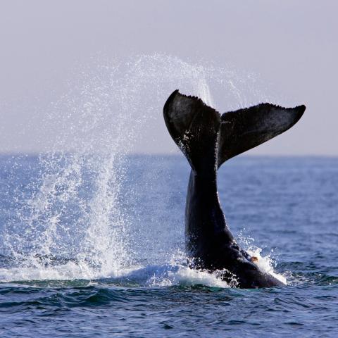 a whale jumping out of the water