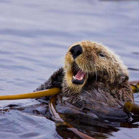 a dog swimming in a body of water