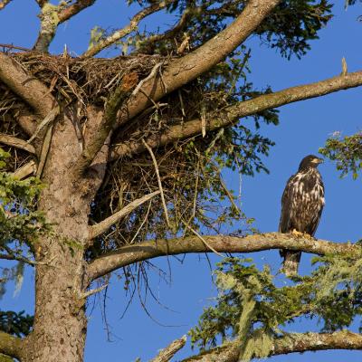 a bird perched on a tree branch