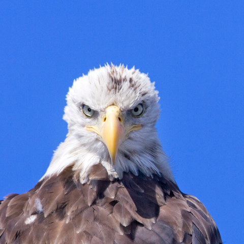 bald eagle in a nest