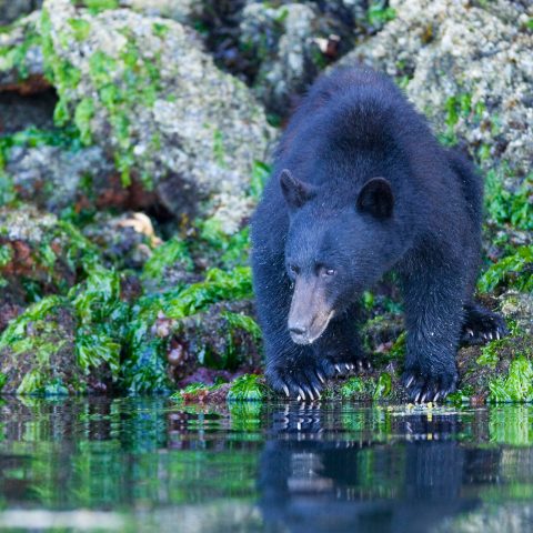 a bear by a river