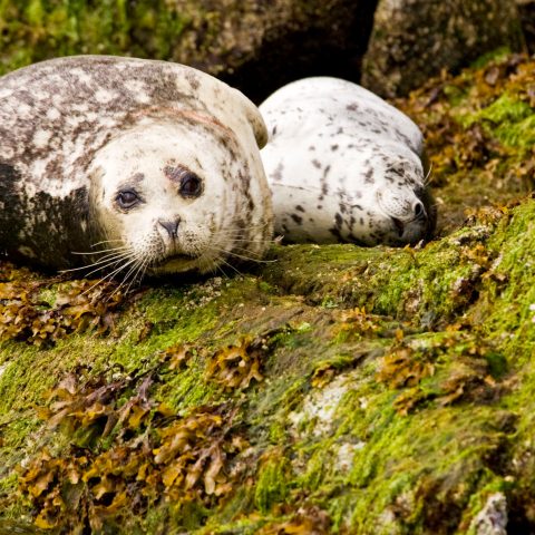 a close up of a rock and seal