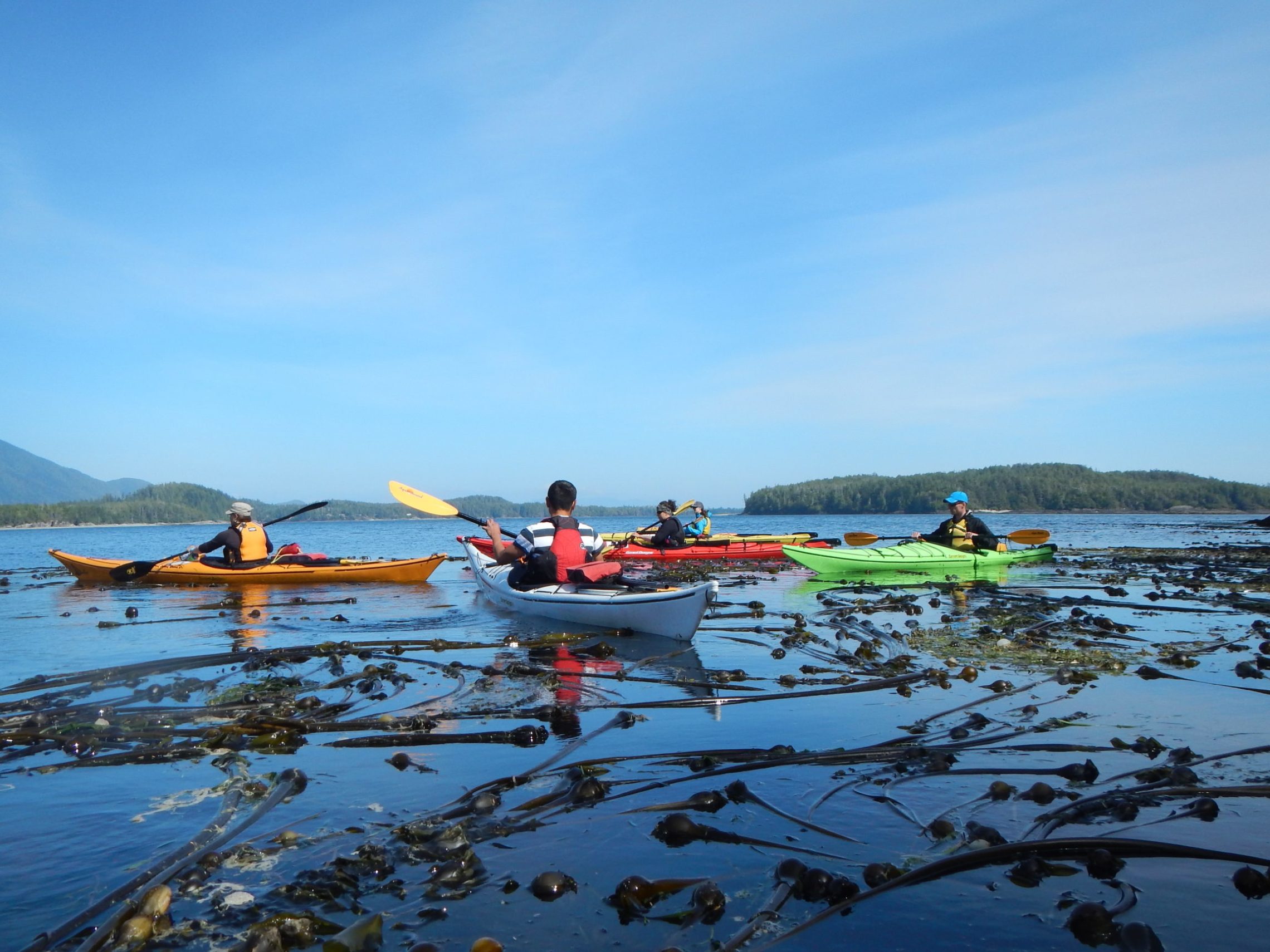 a flock of seagulls are swimming in a body of water