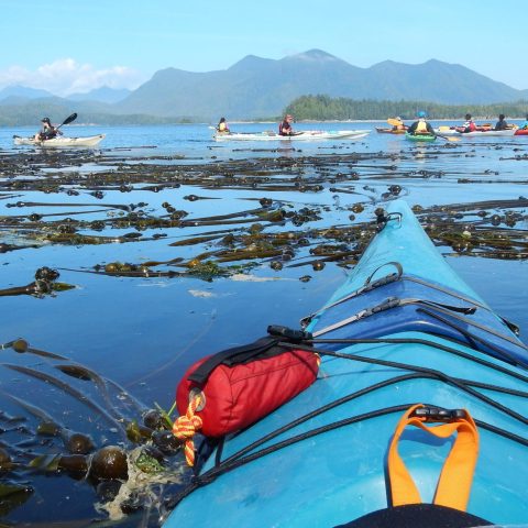 a flock of seagulls are swimming in a body of water