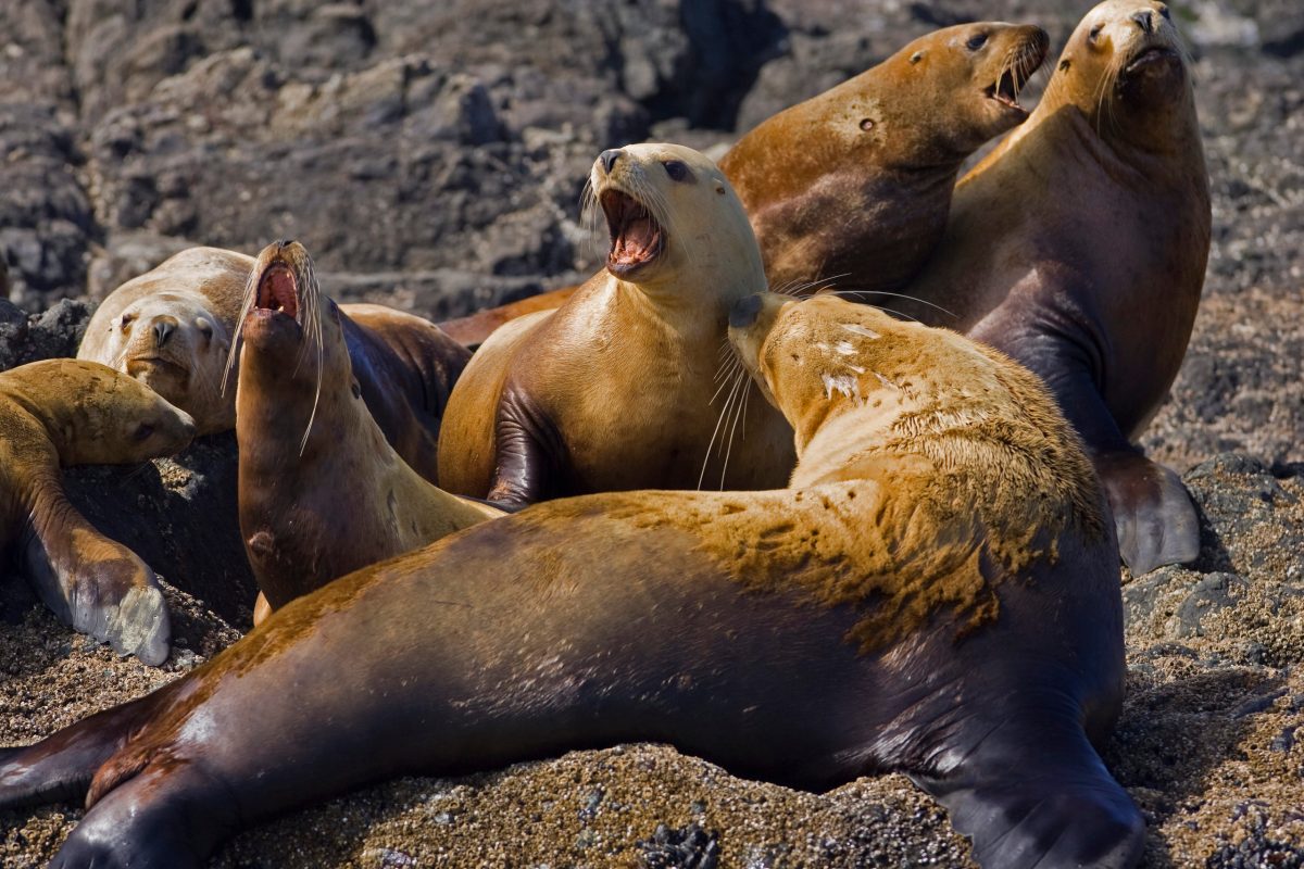 Stellar Sea Lion (Eumetopias jubatus)