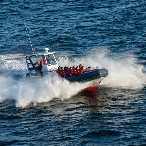 people riding on a whale watching zodiac