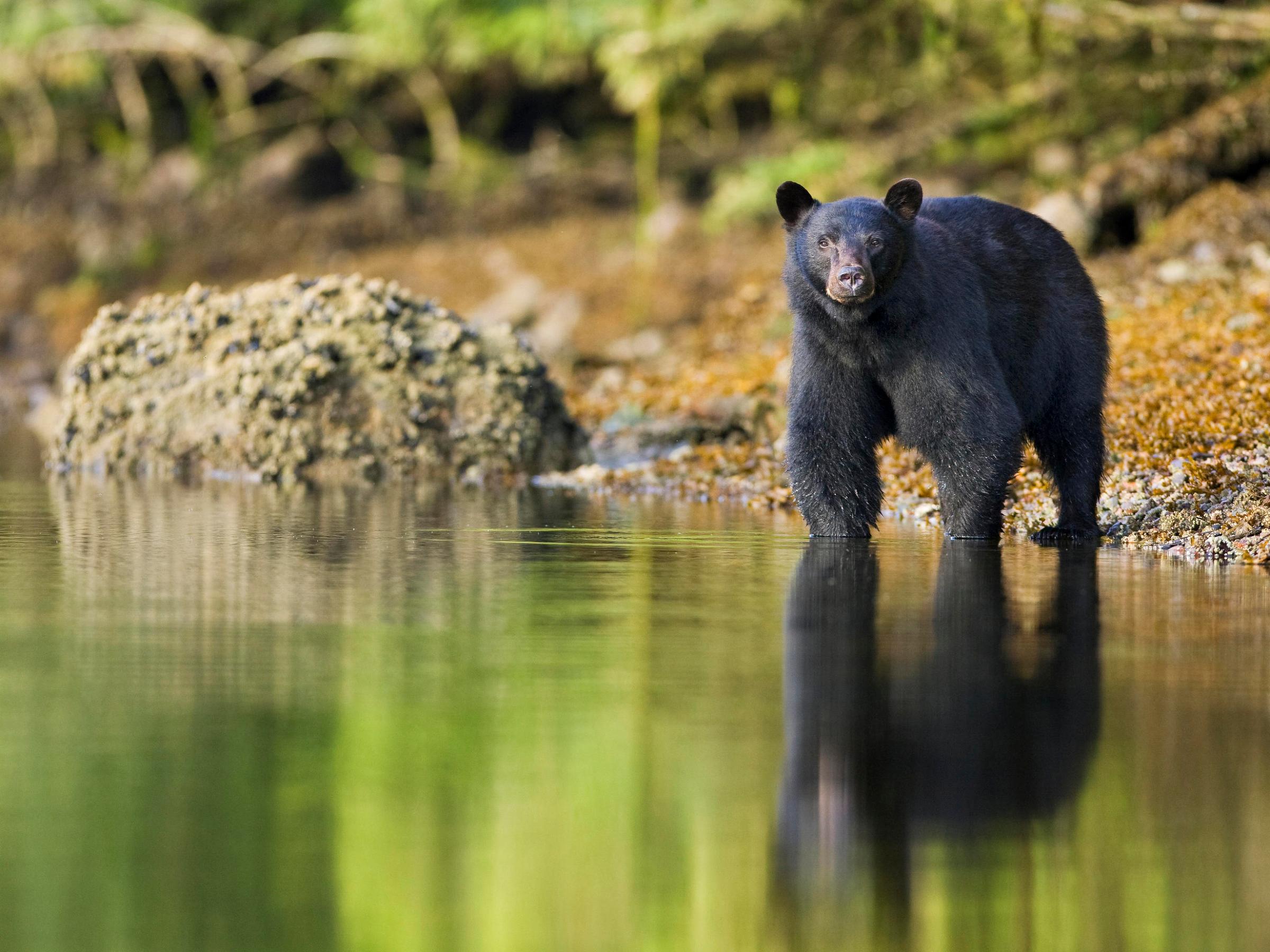 a brown bear standing next to a body of water