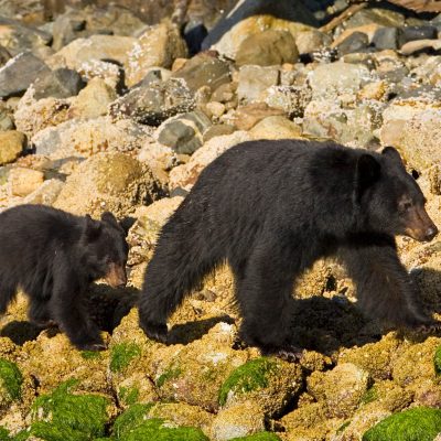 a large brown bear walking across a river