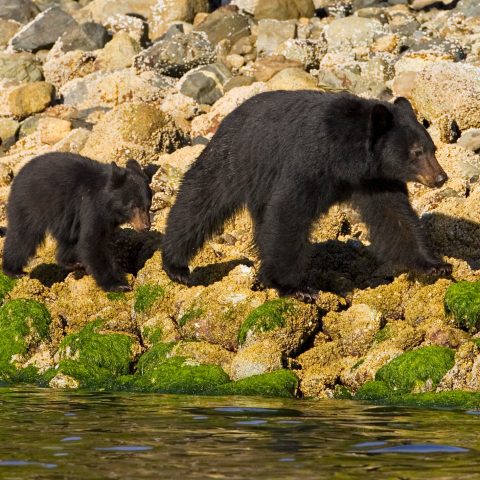 a black bear and cub walking along the shoreline