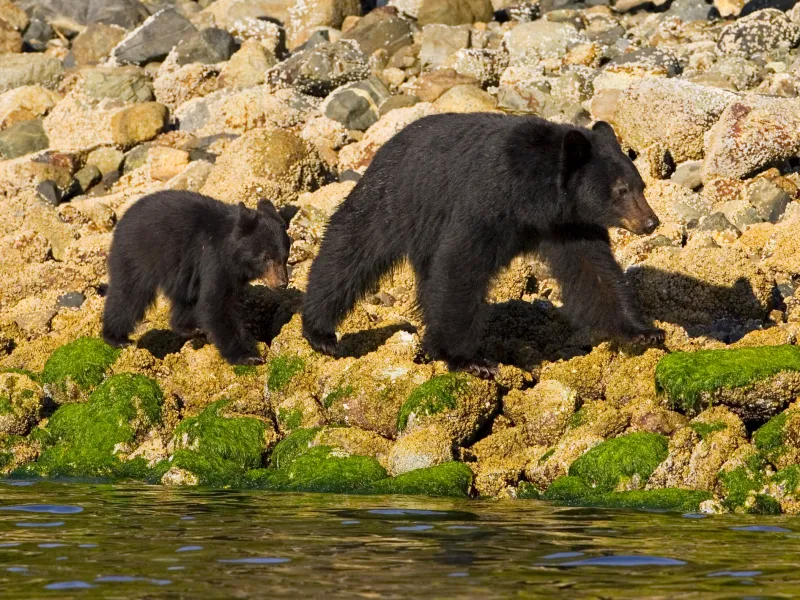 black bear tofino ucluelet a black bear and cub walking along the shoreline