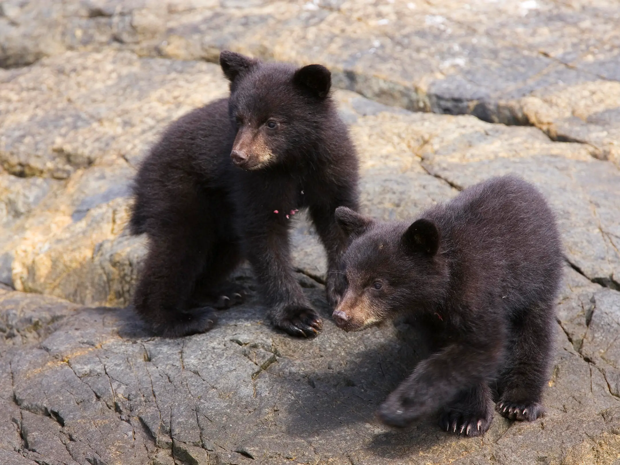 a brown bear walking across a dirt road