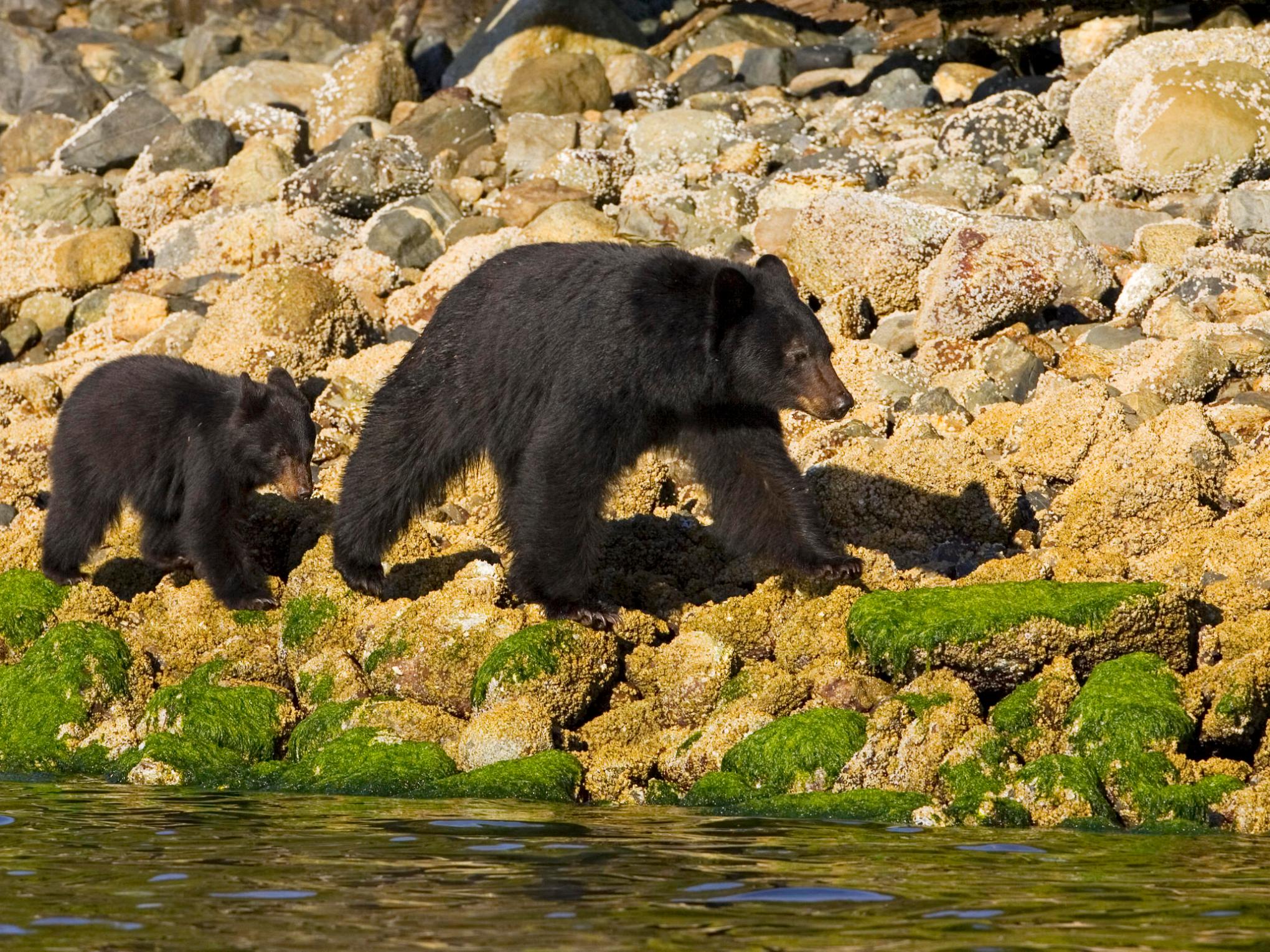 a large brown bear walking across a river