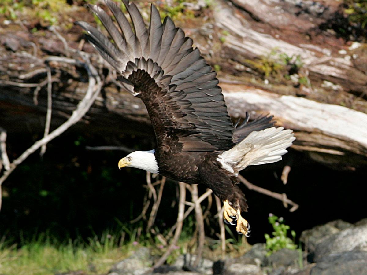 a bird standing on a rock
