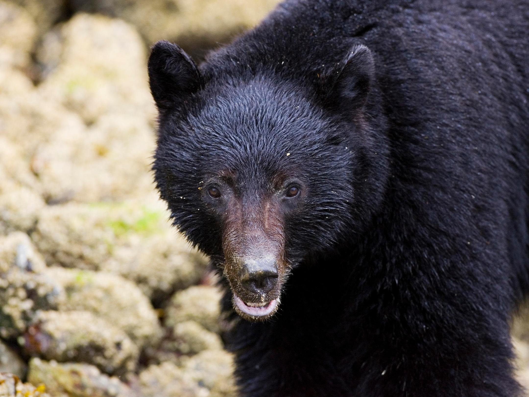 a large brown bear standing on top of a rock