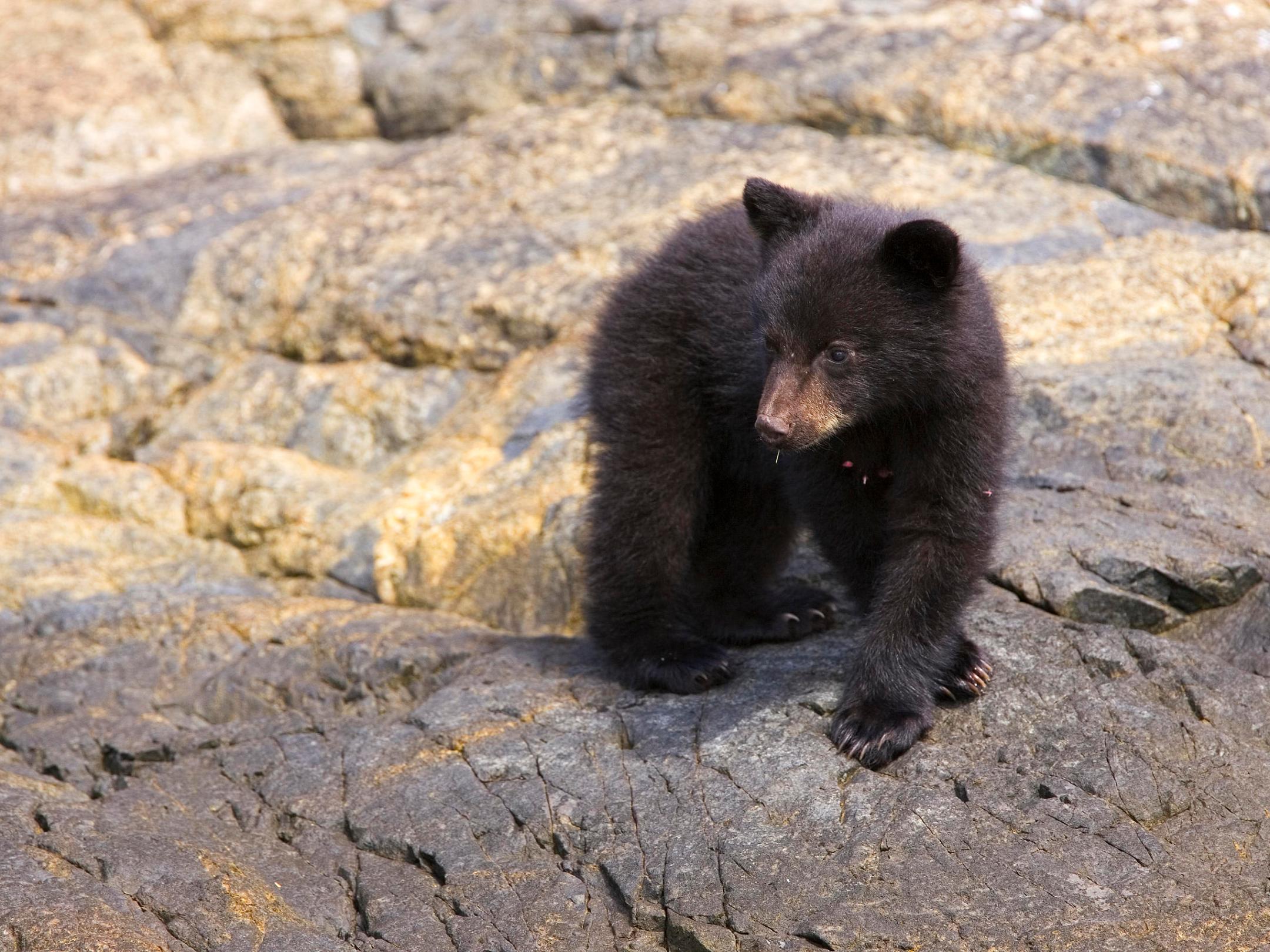 a brown bear sitting on a rock