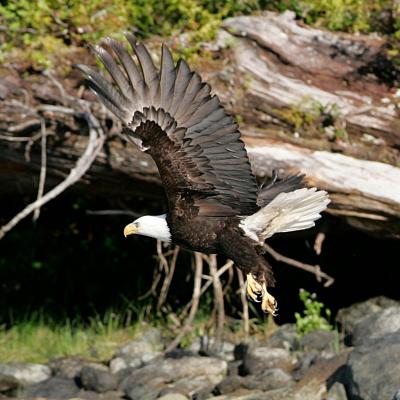 a bird standing on a rock