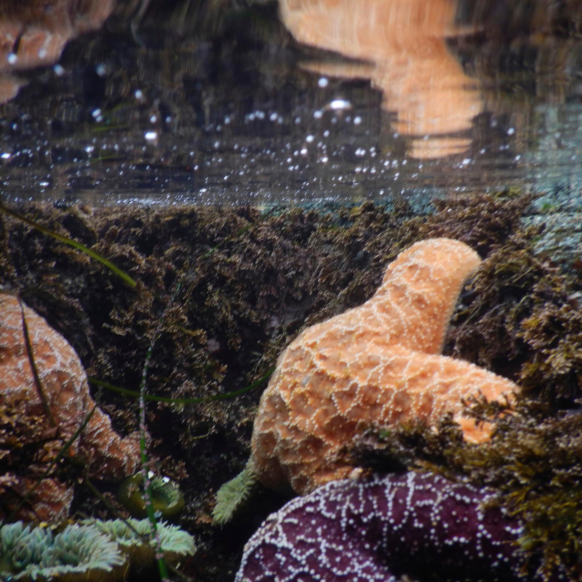 a giraffe sitting on a rock