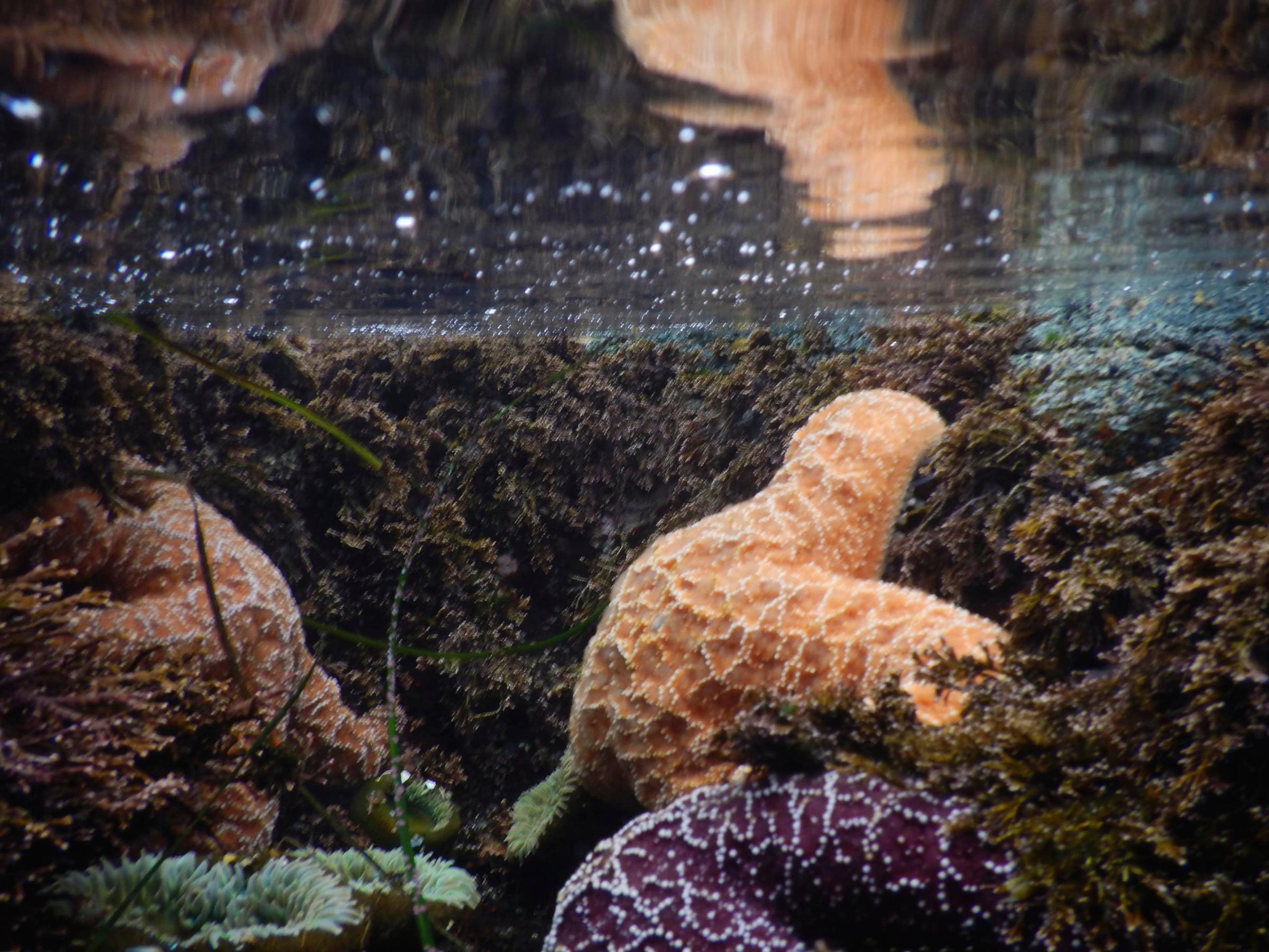 a giraffe sitting on a rock