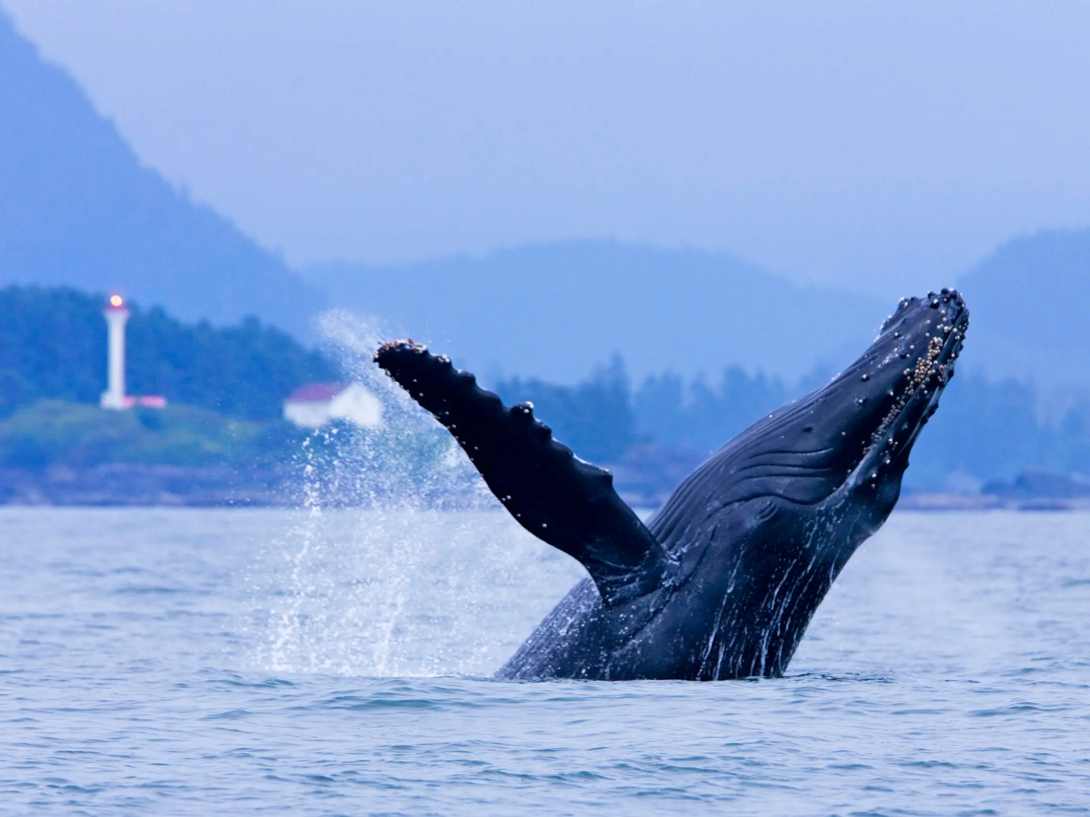 a whale jumping out of a body of water