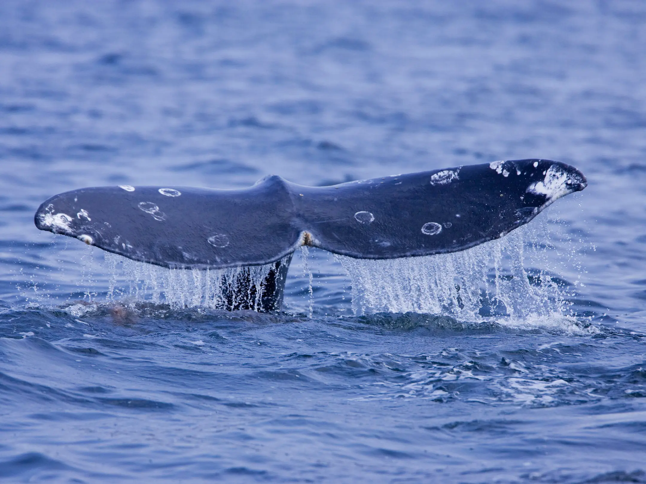 a whale jumping out of the water