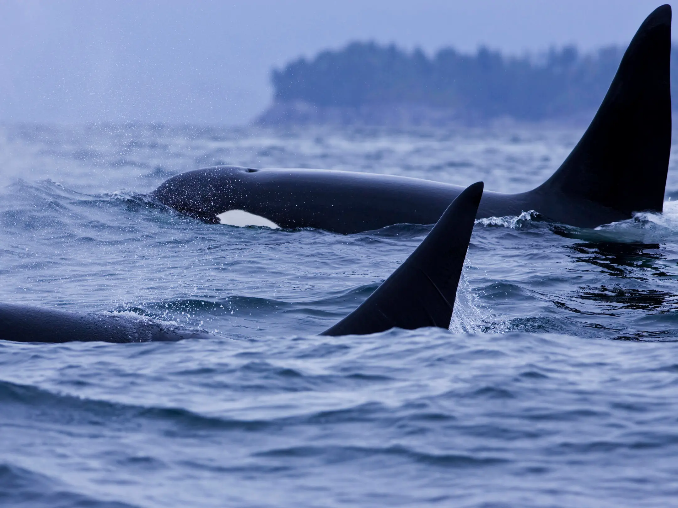 a whale jumping out of the water