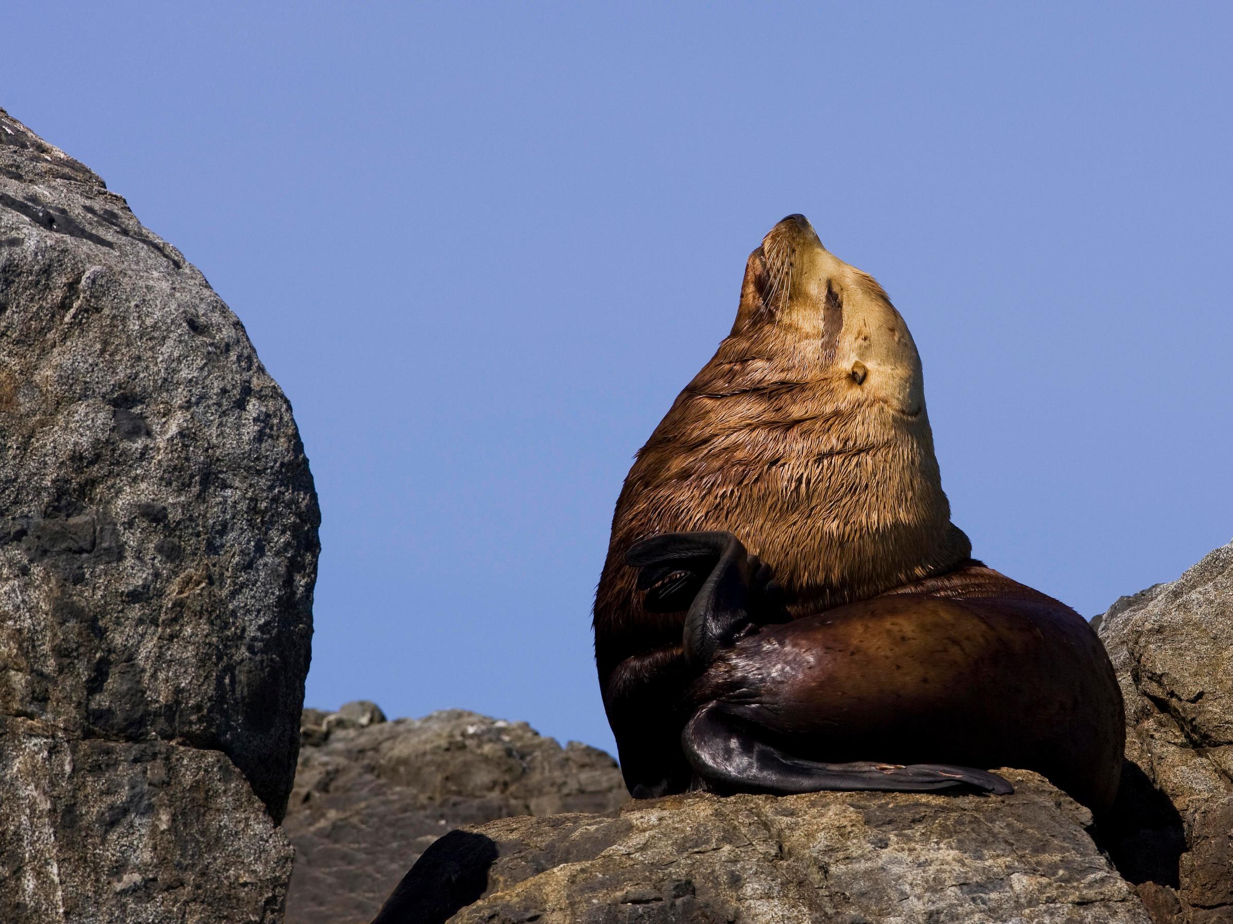 a bird sitting on a rock