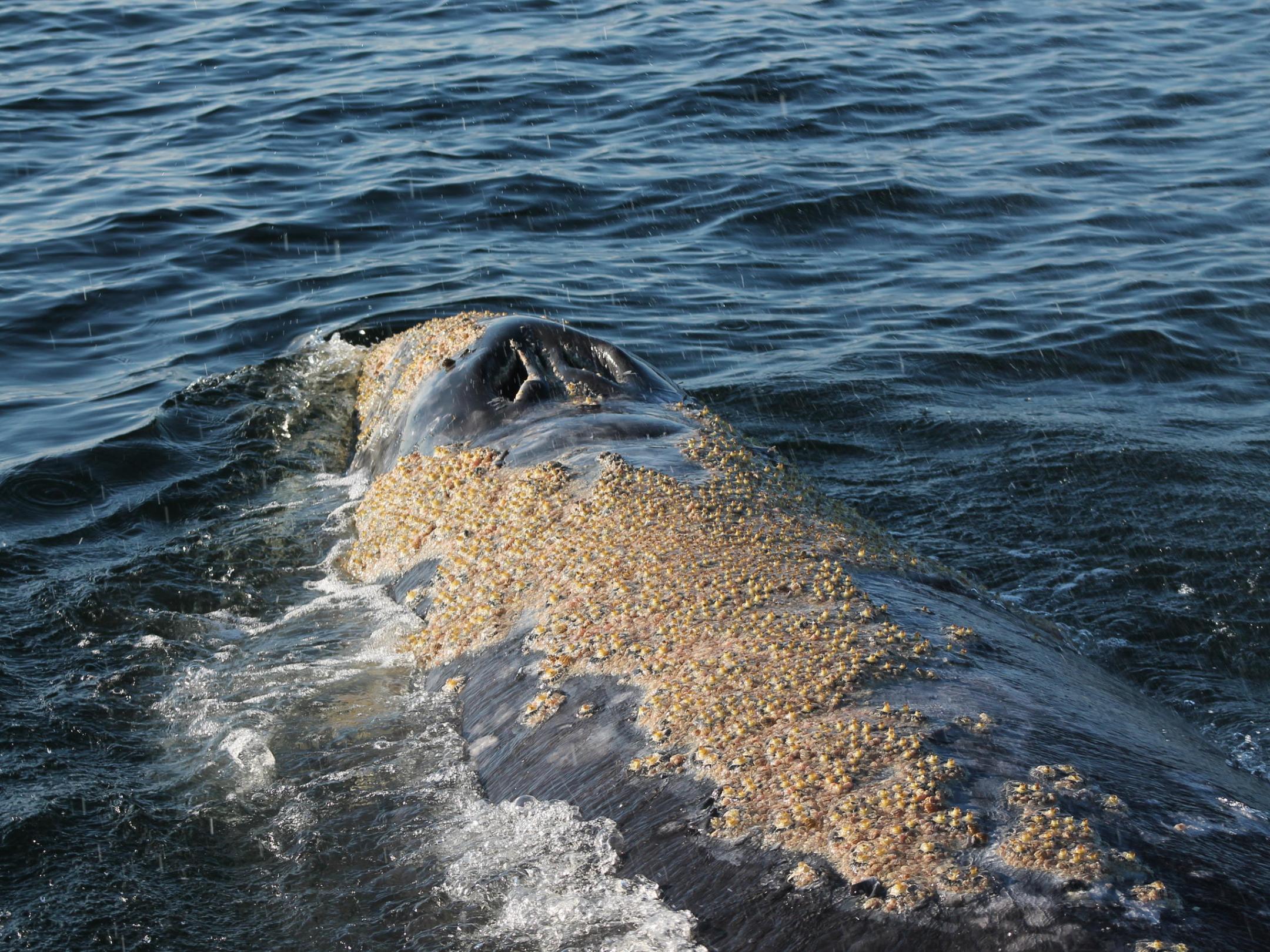 a bird flying over a body of water