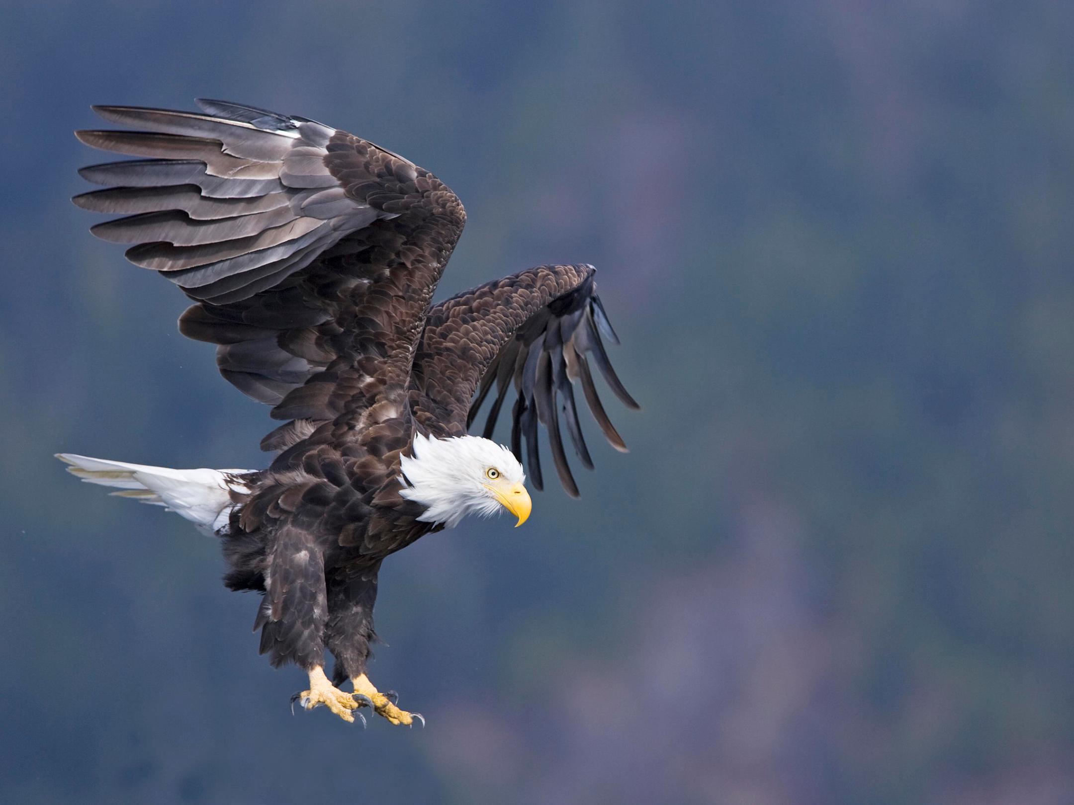 an eagle flying in the sky