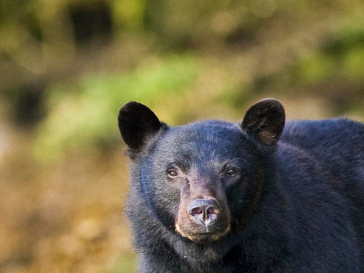 a brown bear standing next to a body of water