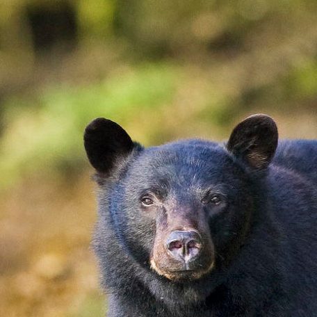 a brown bear standing next to a body of water