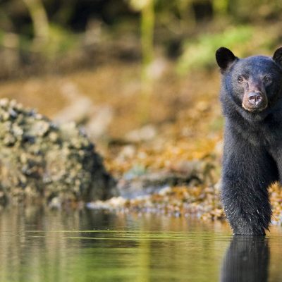 a brown bear standing next to a body of water