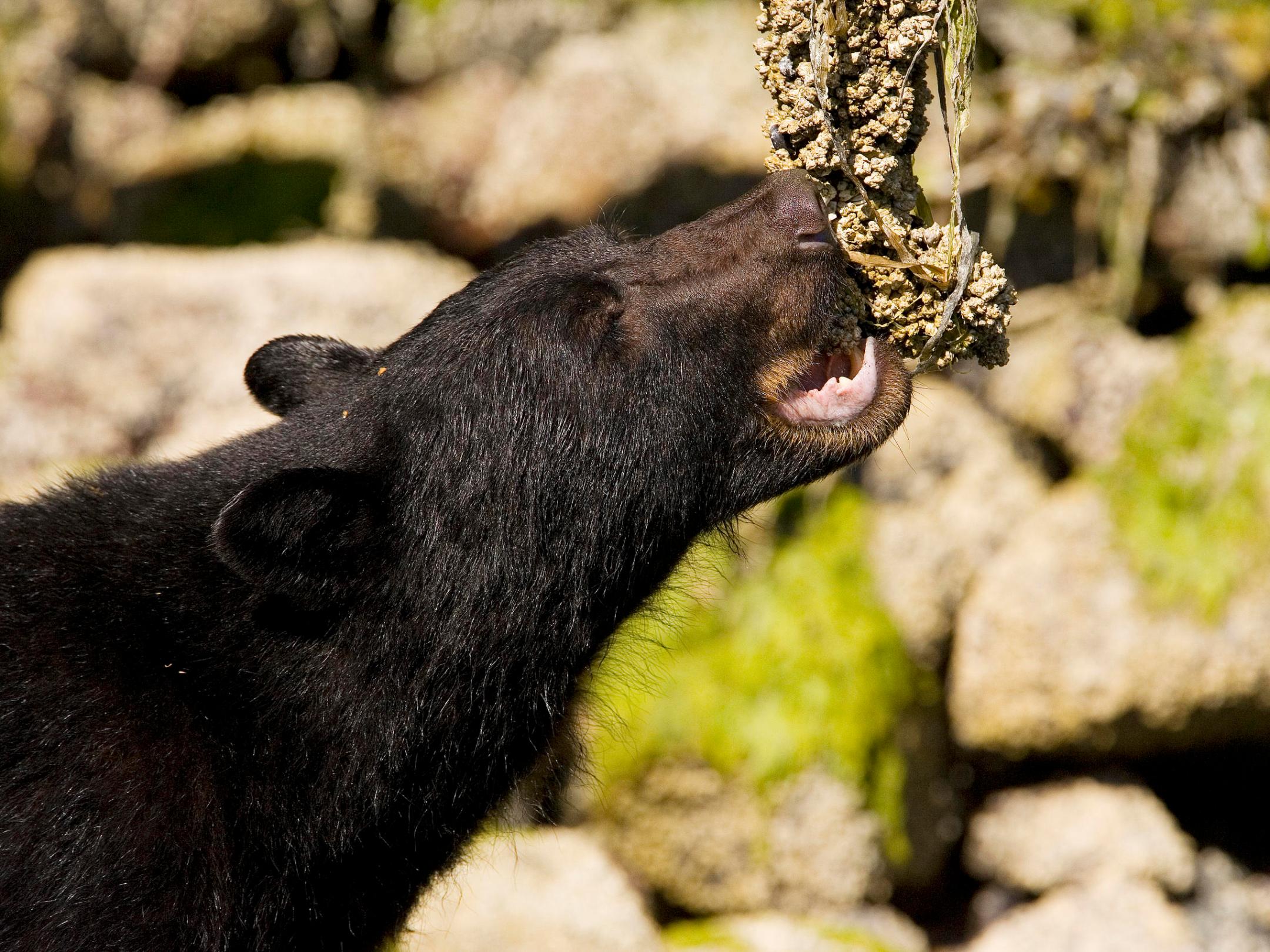 a close up of a bear