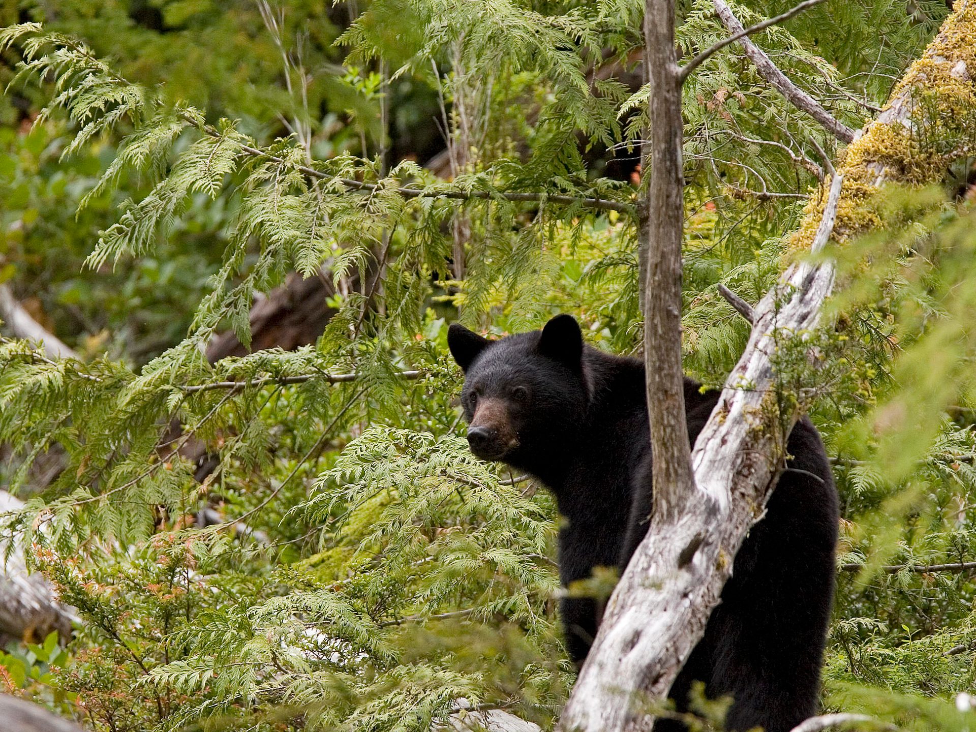 a brown bear walking through a forest