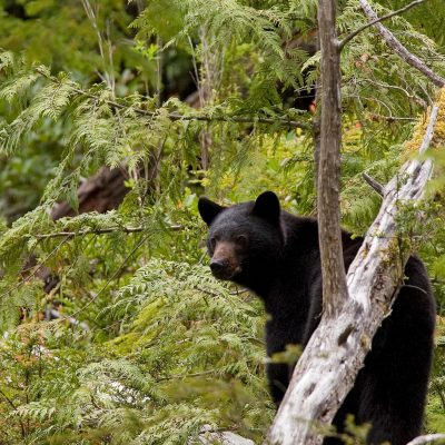 a brown bear walking through a forest