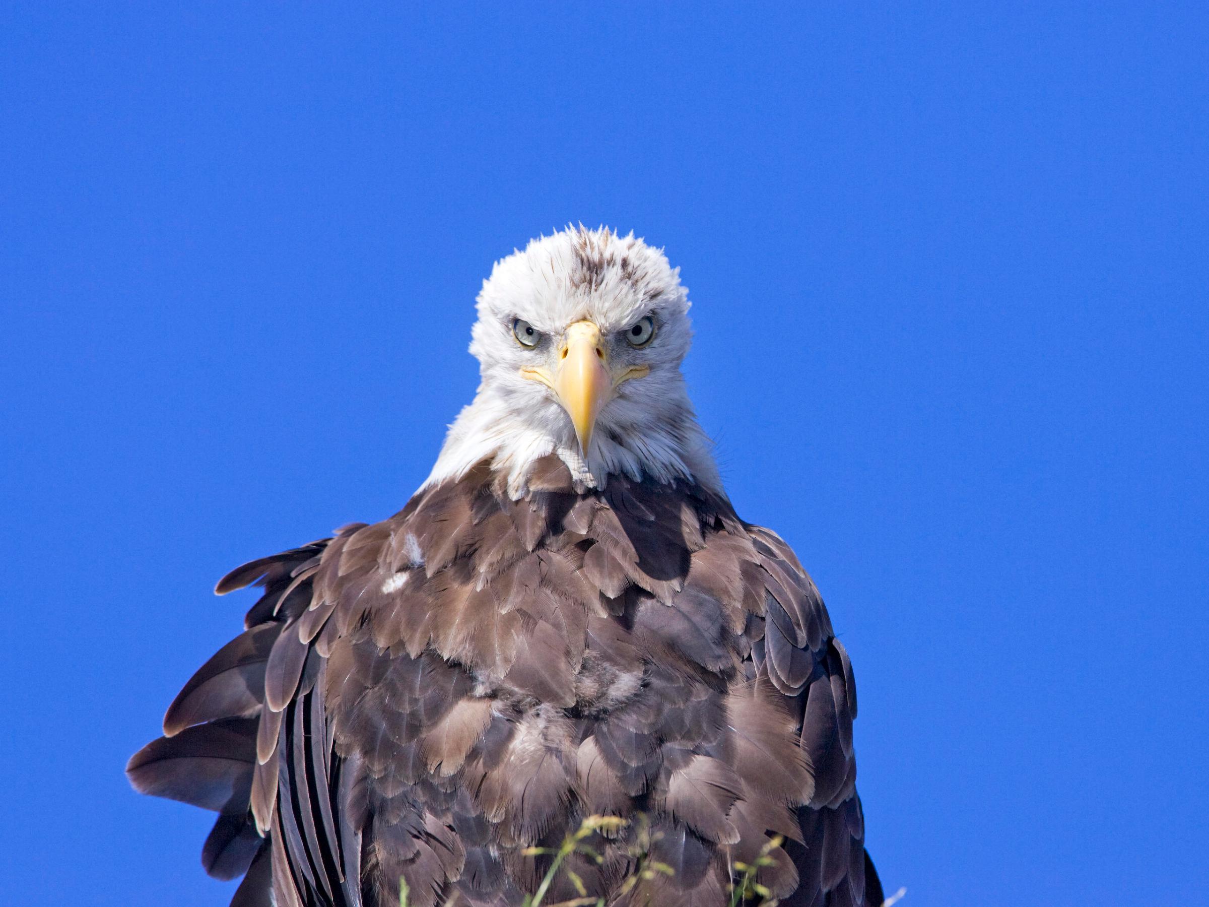 a bird sitting on top of a parrot