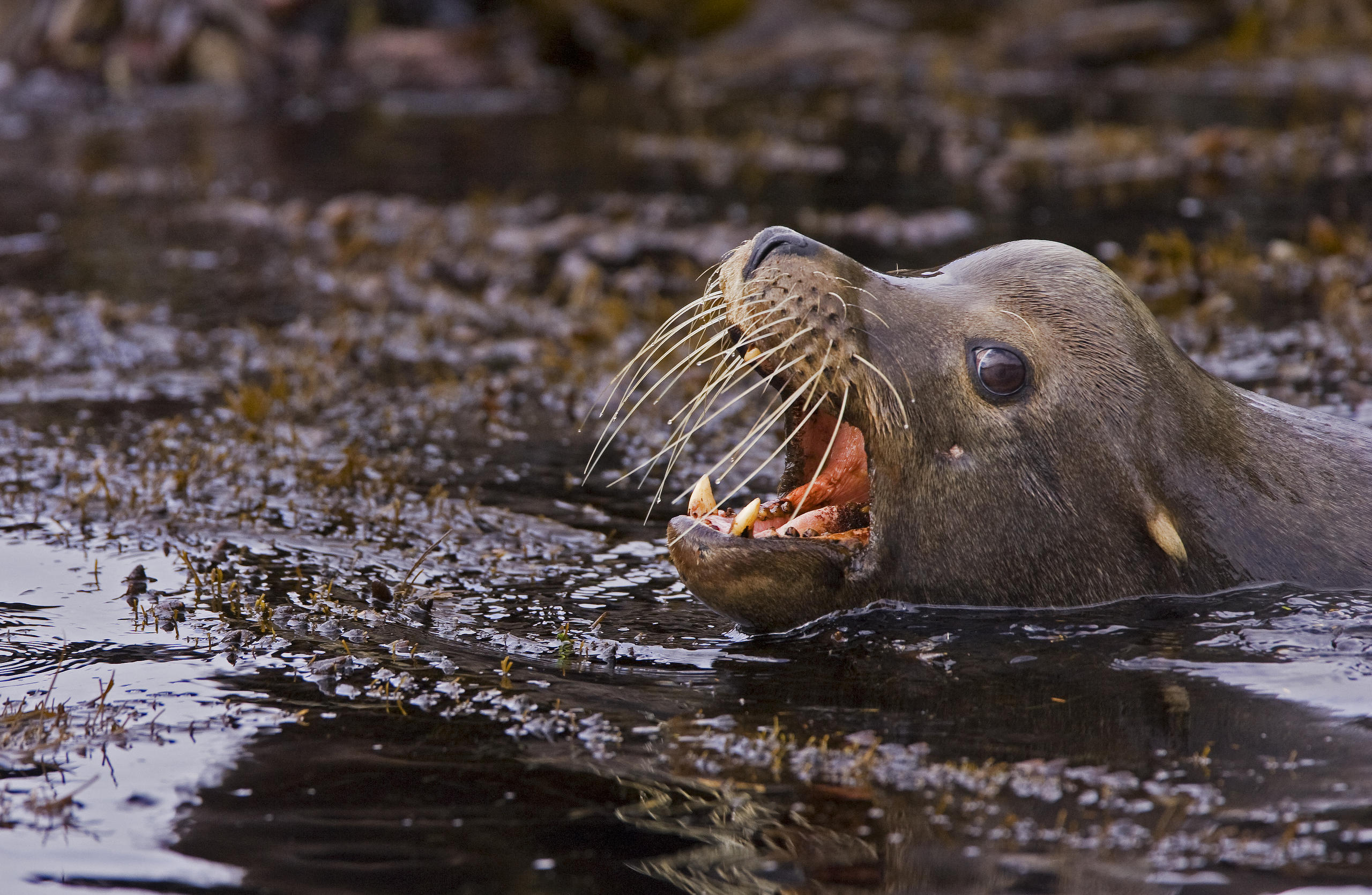 Tofino Bear Watching by Zodiac Boat | Jamie's Whaling Station