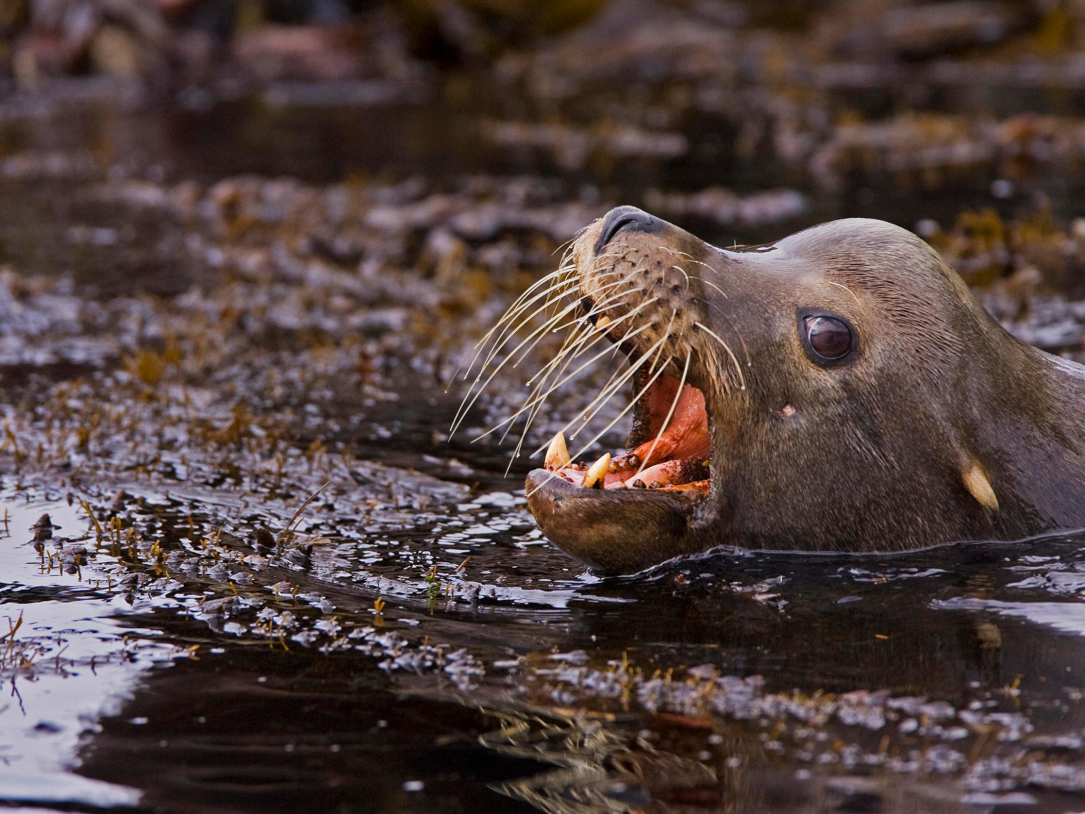 a bird swimming in water