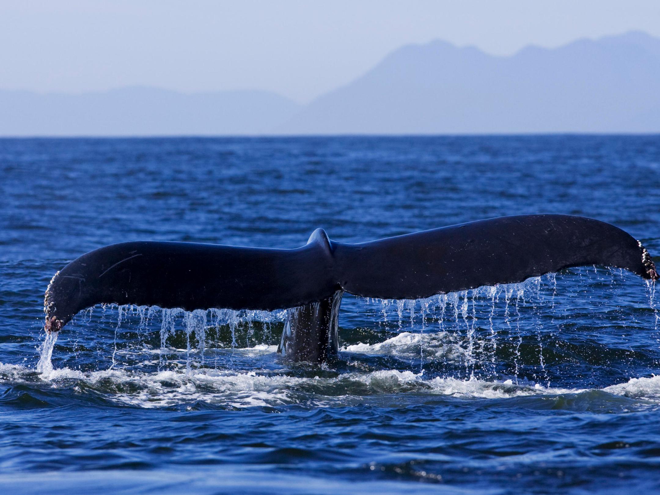 a whale jumping out of the water